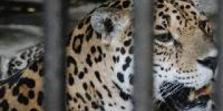  International Jaguar Day