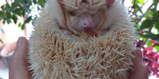 February 2 is Hedgehog Day and Marmot Day