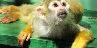 Monkey Day