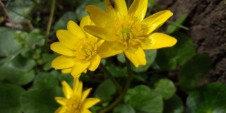  A kaleidoscope of incredible beauty