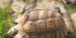 World Turtle Day