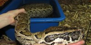 World Snake Day