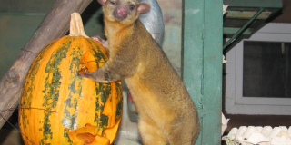 Kinkajou 