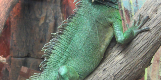 Animals that are the symbols of the New Year 2024