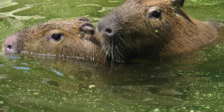OUR CAPYBARAS ARE ALREADY IN THE SUMMER ENCLOSURE