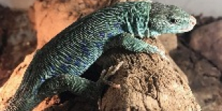  A new kind of lizard