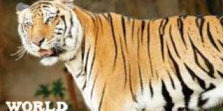 International Tiger Day