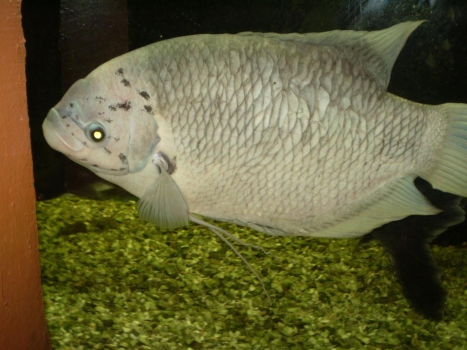 Giant gourami