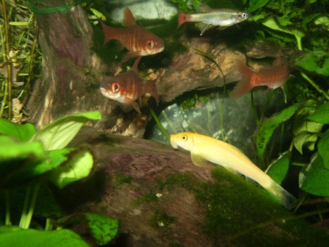 Siamese algae-eater