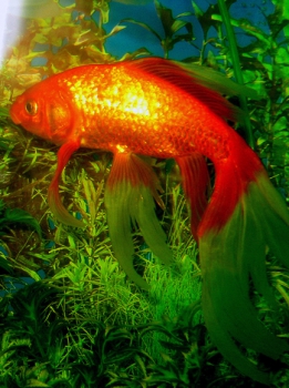 Goldfish
