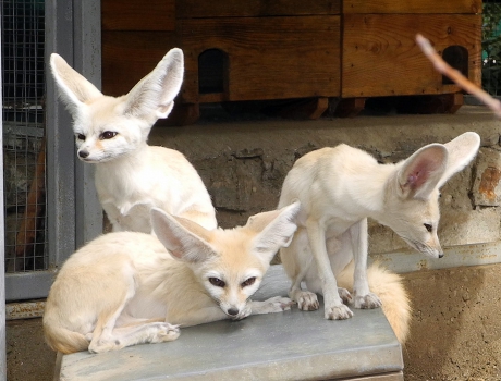 Fennec fox