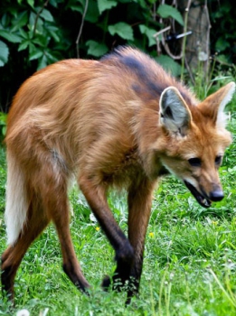 Maned wolf