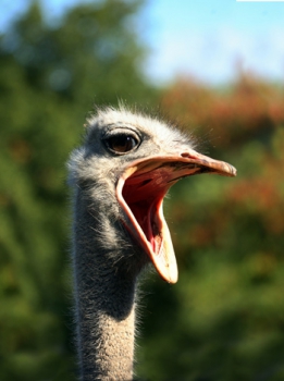 Ostriche