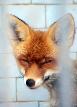 Red fox