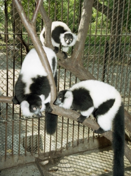 Black-and-white ruffed lemur