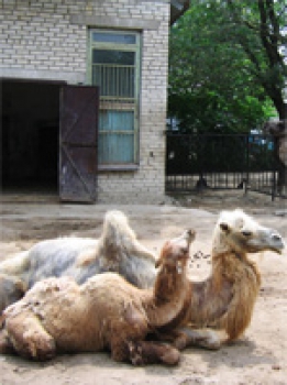 Bactrian camel
