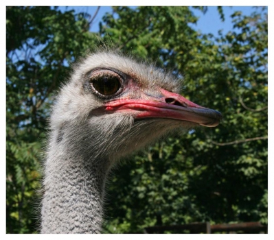 Ostriche