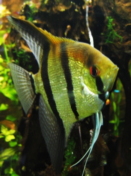 Freshwater angelfish