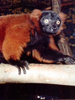 Red ruffed lemur