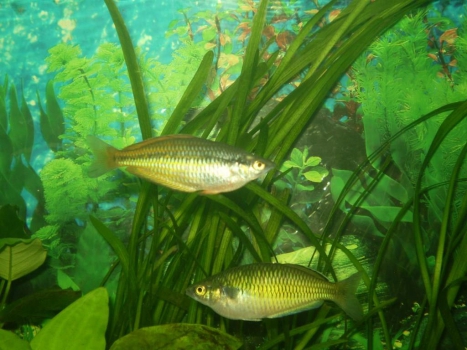 Boeseman\'s rainbowfish