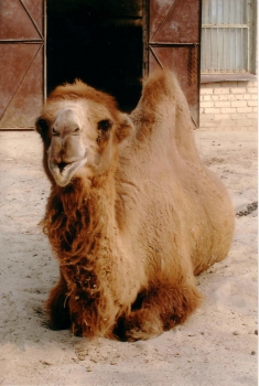 Dromedary