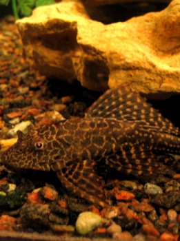 Leopard pleco