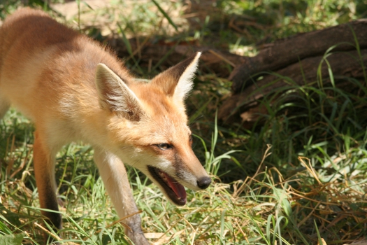 Red fox