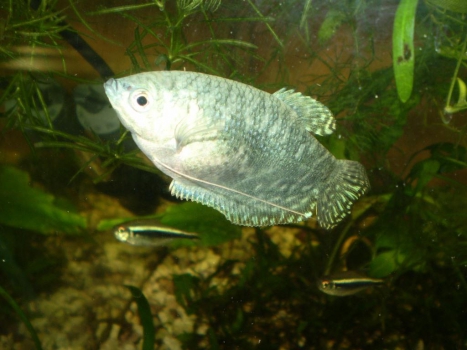 Three spot gourami