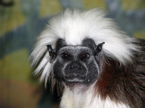 Cotton-top tamarin